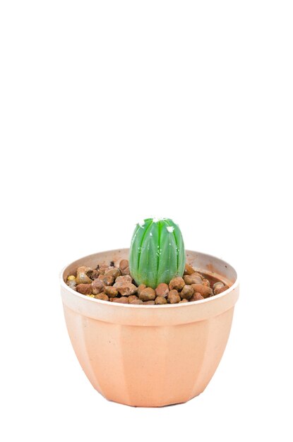 Cactus vert isolé sur blanc avec un tracé de détourage