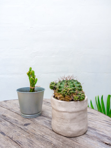 Cactus vert en jardinière en céramique et mini pot en zinc sur table en bois.