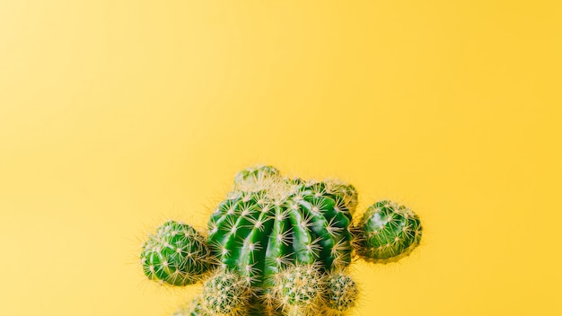 Cactus vert sur mur jaune. Plante de décoration minimale avec espace de copie.