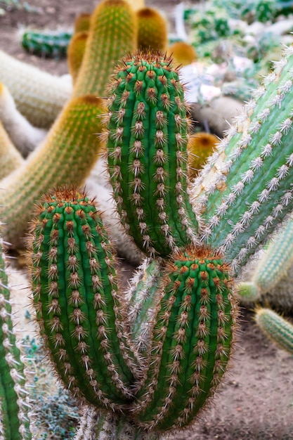 Cactus vert avec de nombreuses grosses pointes.
