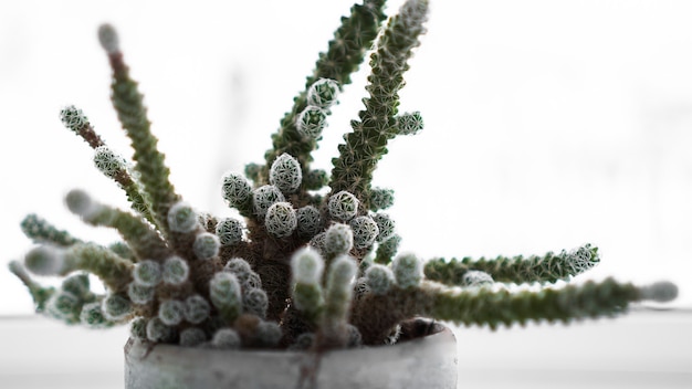 Cactus vert en pot sur le rebord de la fenêtre, plante d'accueil. L'hiver à l'extérieur de la fenêtre - arrière-plan flou