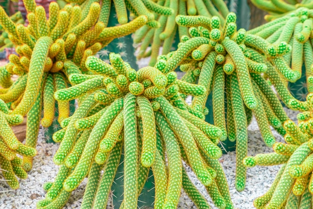 Cactus vert avec vue d'épine rouge sur le jardin de roc