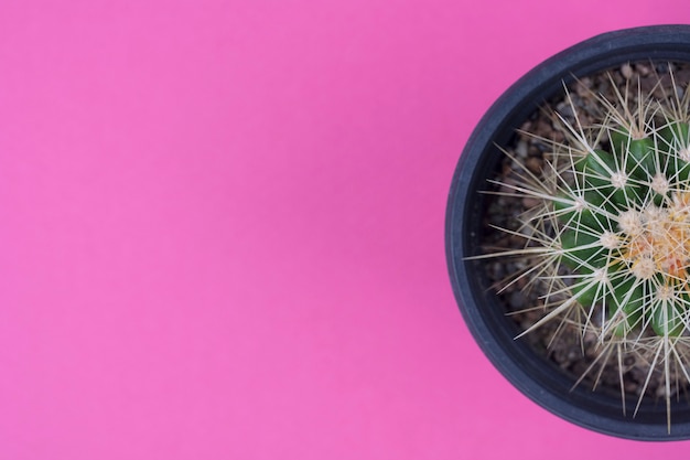 Cactus vue de dessus sur rose