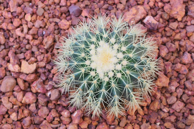 cactus vue d'oiseau ou vue de dessus