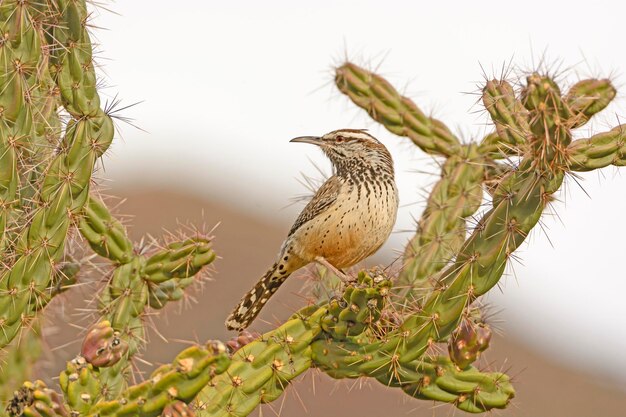 Photo cactus wren sur une cholla dans les montagnes de chisos dans le parc national de big bend au texas