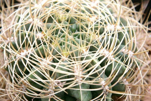 Cactus