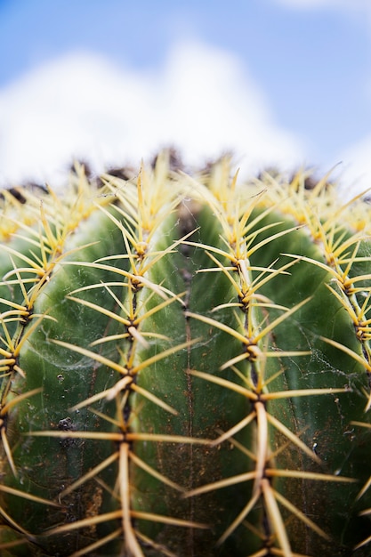 Cactus