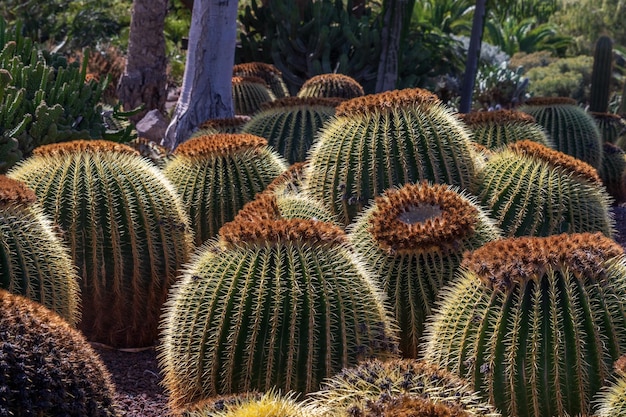 Cactus