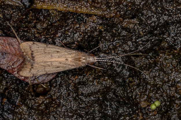 Caddisfly adulte de la famille des Hydropsychidae