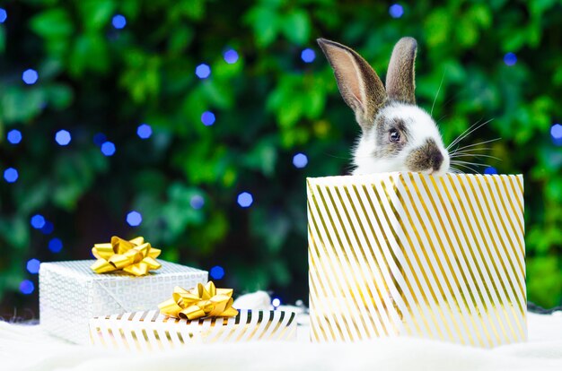 Cadeau de Noël avec un lapin de compagnie