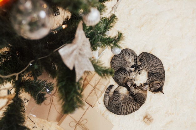 Cadeaux et chatons dort sous le sapin de Noël.