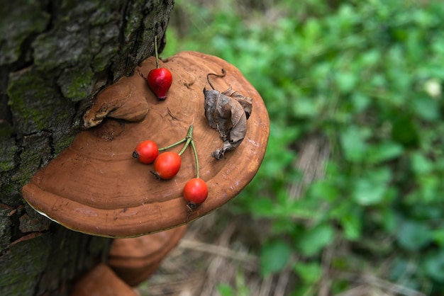 Cadeaux de rose sauvage d'automne sur un champignon et une feuille sèche