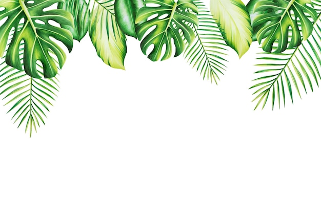 Cadre aquarelle avec illustration tropicale réaliste de monstera et de palmier isolé sur fond blanc