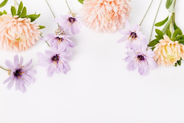 Cadre d'automne d'aster poussiéreux et de composition florale de fleurs bleues sèches isolé sur fond blanc Vue de dessus avec espace de copie