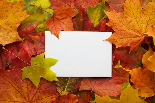 Cadre d'automne fait de feuilles avec cadre blanc. Mise à plat, vue de dessus.