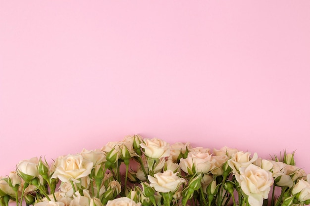 Cadre de belles mini roses beiges sur un fond rose vif lieu de vacances pour la vue de dessus de texte