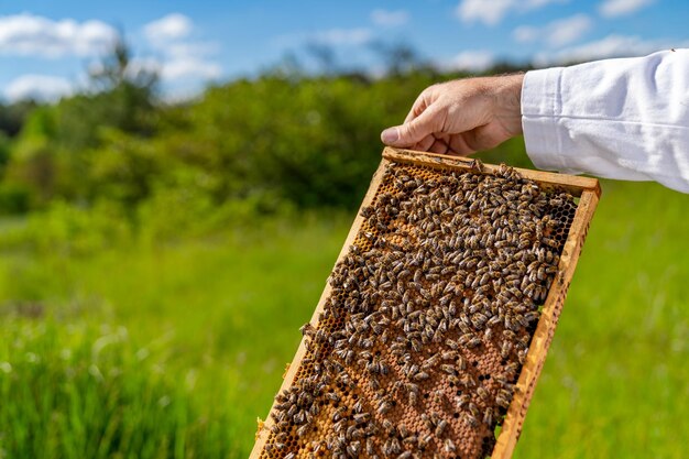 Cadre en bois de ruche en cire d'abeille en nid d'abeille avec apiculteur