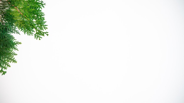 Cadre de branche de pin vert isolé sur fond blanc et espace pour le texte. Vue de dessus des branches et des cônes de sapin de Noël pour la bannière de décoration et le concept du nouvel an.