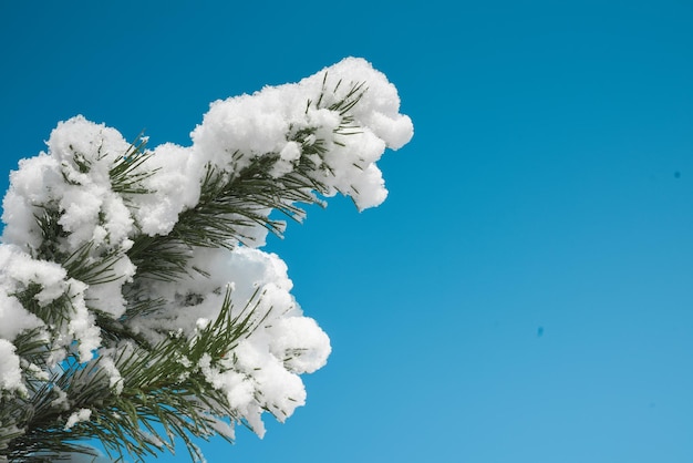 Cadre de branches de pin dans la neige sur ciel bleu