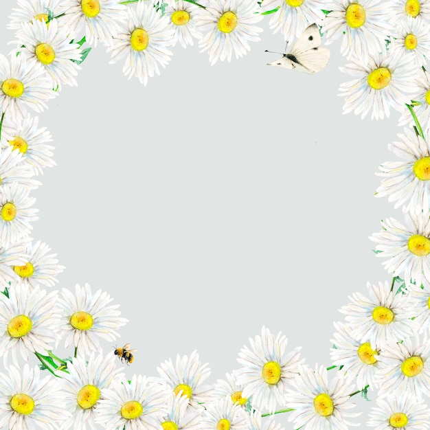 Cadre de camomille dessiné à la main avec un fond gris clair au centre Illustration florale aquarelle de fleurs délicates papillon et abeille isolées Fleur sauvage des prés pour le logo d'invitation de carte de cadres