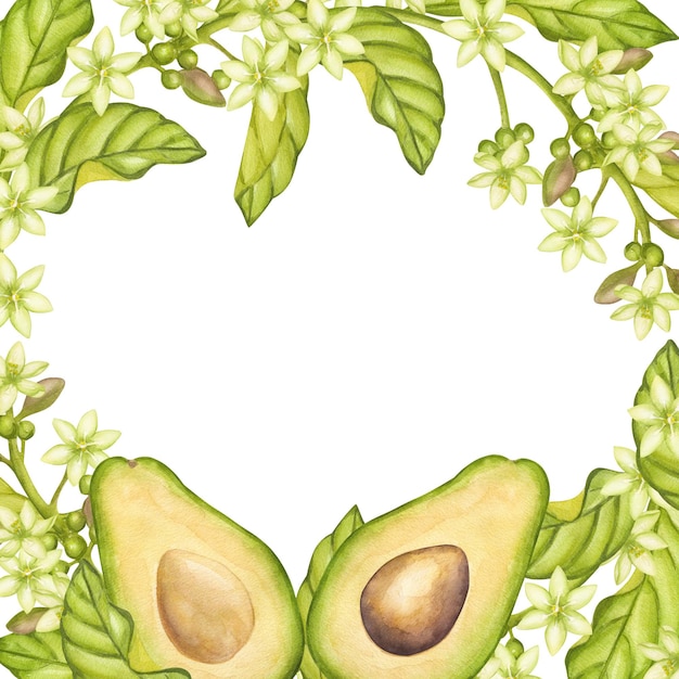Photo cadre carré d'avocat moitié de fruit avec noyau de graine tranchés morceaux feuilles vertes fleurs clipart de légumes botaniques illustration à l'aquarelle dessinée à la main isolée sur fond blanc