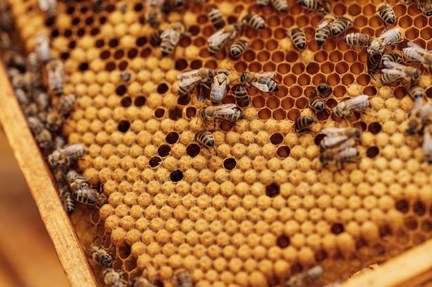 Cadre de cire dans la production de miel de ruche d'abeille