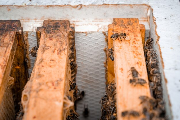 Cadre de cire dans la production de miel de ruche d'abeille