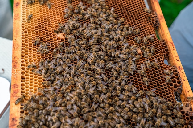 Cadre de cire dans la production de miel de ruche d'abeille