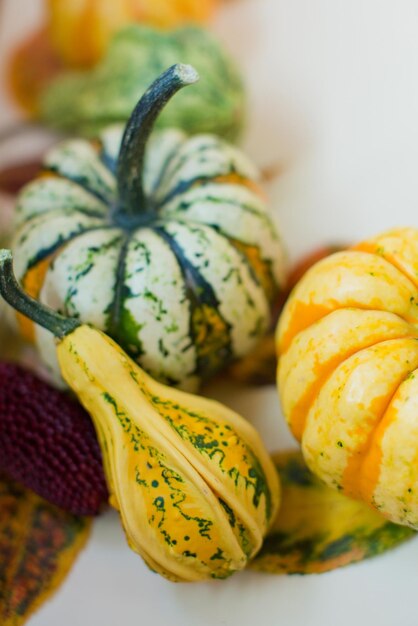 Cadre de citrouilles d'automne décoratives Citrouilles jaunes et vertes orange avec des feuilles d'automne sur fond blanc avec place pour le texte Préparation au jour de Thanksgiving o Fête d'Halloween