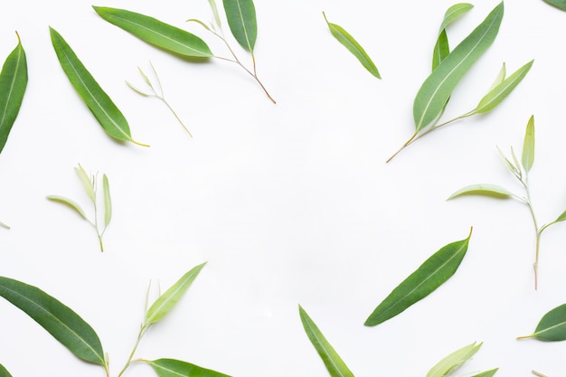 Cadre composé de feuilles d&#39;eucalyptus sur fond blanc.