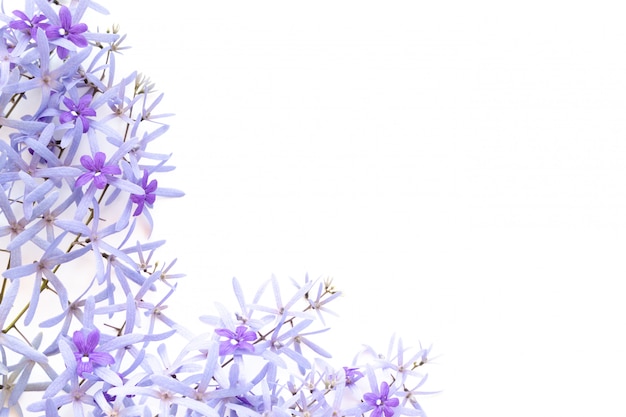 Cadre composé de fleurs violettes sur blanc