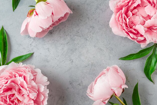 Cadre de composition florale fait de fleurs de pivoine roses sur un fond en béton gris.