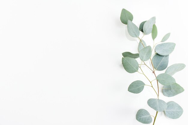 Photo cadre de couronne blanche à feuilles bleues claires fait d'épices de thym fraîches isolées sur blanc