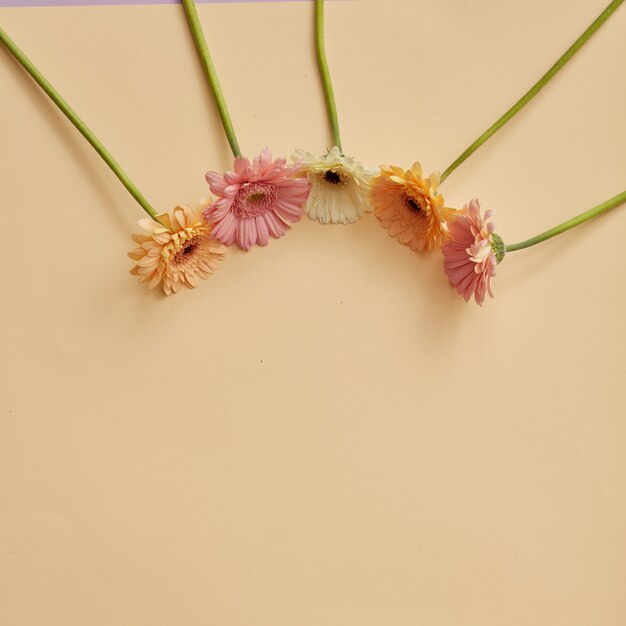 Cadre de différentes fleurs de gerbera sur fond beige