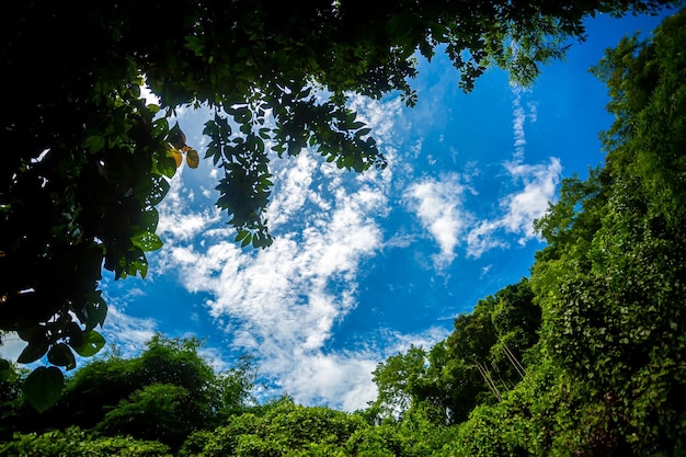Le cadre du ciel bleu au milieu des collines verdoyantes Belle vue sur les feuilles vertes des montagnes et le ciel bleu