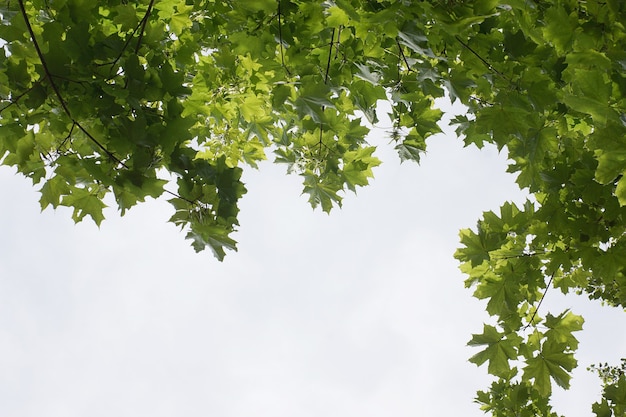 Cadre fait de feuilles d'érable sur un arbre par une journée d'été ensoleillée