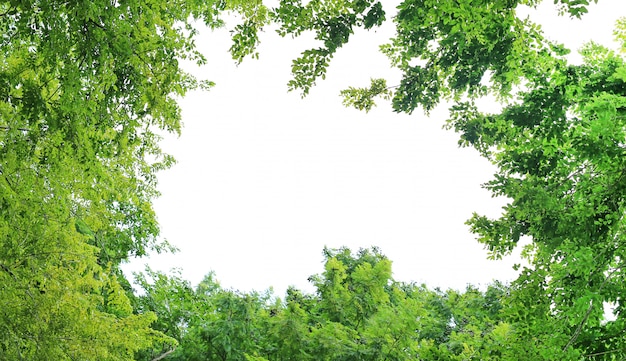 Cadre de feuille d&#39;arbre avec espace de copie.