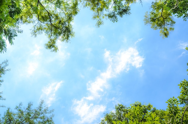 Photo cadre de feuille sur fond de ciel bleu