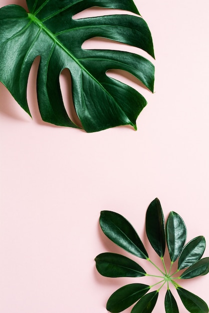 Cadre de feuille de palmier tropical sur fond rose avec espace de copie. Mise à plat. Vue de dessus. Concept de nature d'été ou de printemps.