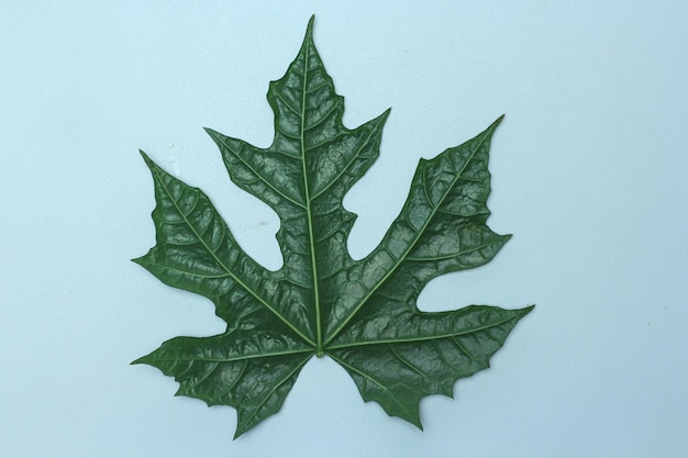 Photo cadre de feuille de papaye, feuille de papaye verte avec espace de copie sur fond blanc