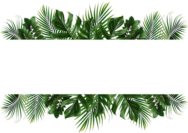 Cadre de feuille verte tropicale sur fond blanc