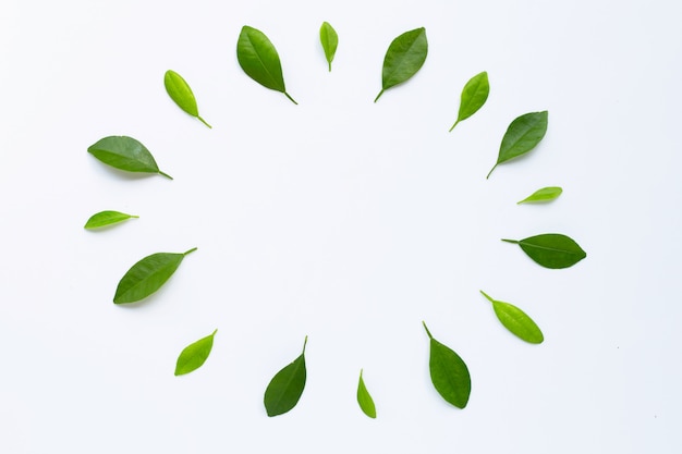 Cadre en feuilles d'agrumes verts sur blanc