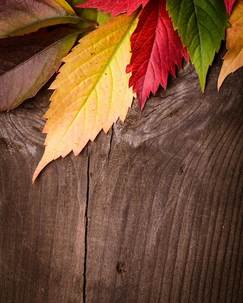 Cadre de feuilles d'automne sur le fond en bois