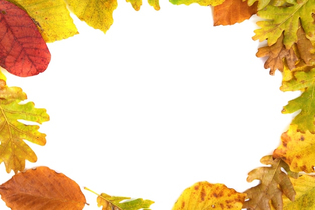 Cadre des feuilles d'automne isolé sur fond blanc