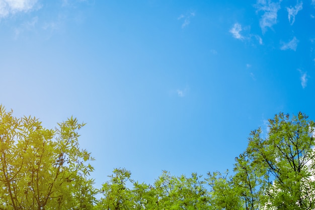 Un cadre de feuilles contre le ciel