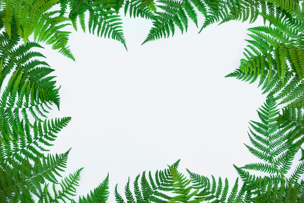 Cadre en feuilles de fougère, fronde de palmier sur fond clair. Feuille tropicale abstraite, design créatif branché.