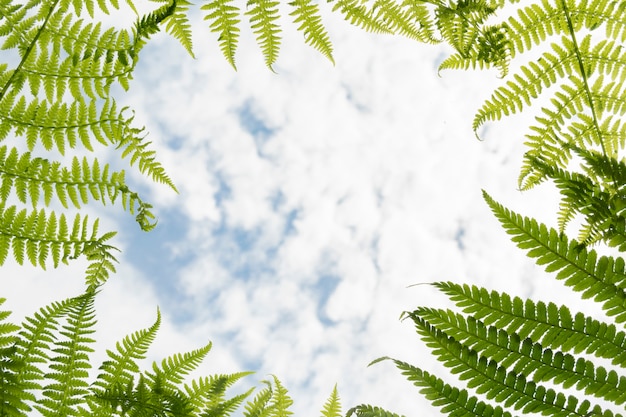 Cadre de feuilles de fougère vertes sur fond de ciel bleu nuageux pour les projets d'été