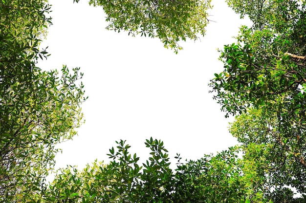 cadre de feuilles isolé sur fond blanc