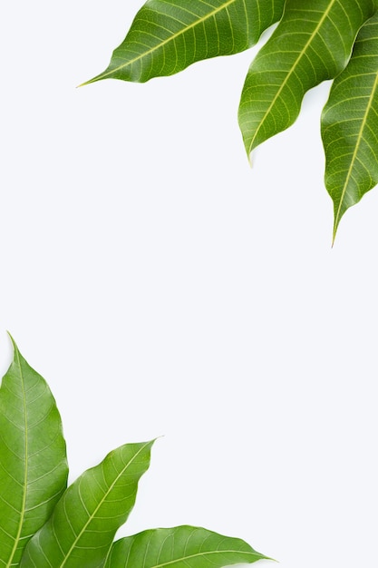 Photo cadre en feuilles de mangue blanc.