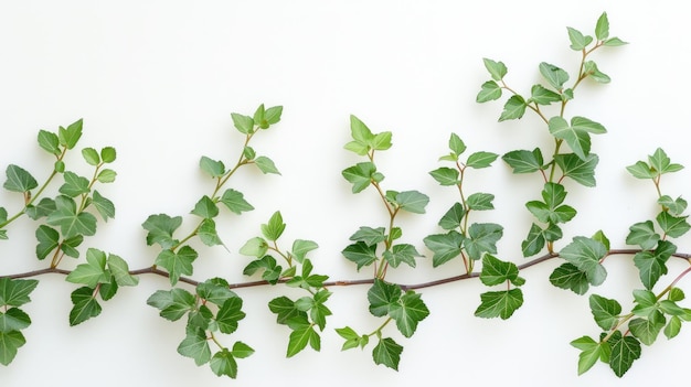 Cadre de feuilles vertes sur fond blanc parfait pour la copie